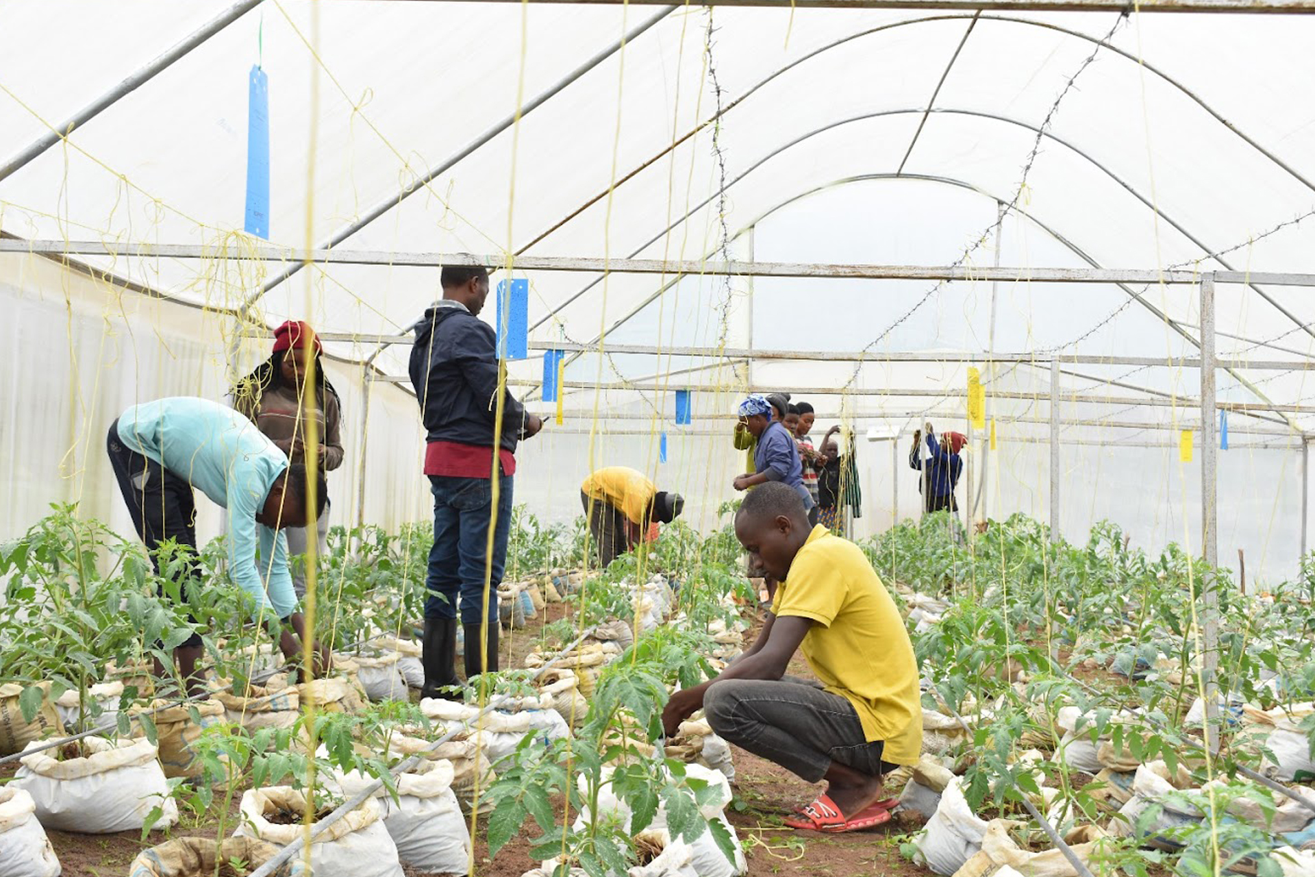 Agribusiness and Agricultural Development